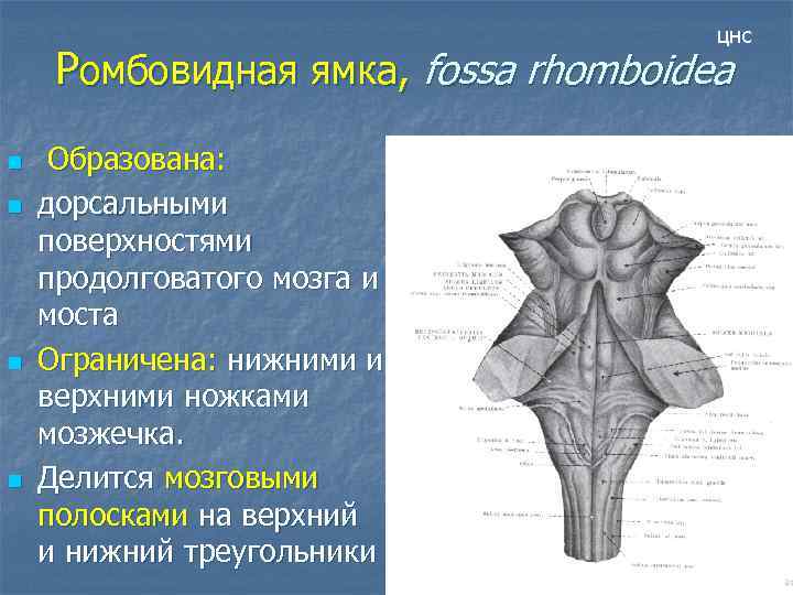 цнс Ромбовидная ямка, fossa rhomboidea n n Образована: дорсальными поверхностями продолговатого мозга и моста