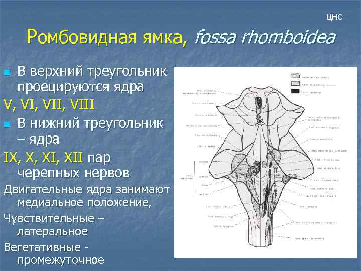 цнс Ромбовидная ямка, fossa rhomboidea В верхний треугольник проецируются ядра V, VII, VIII n
