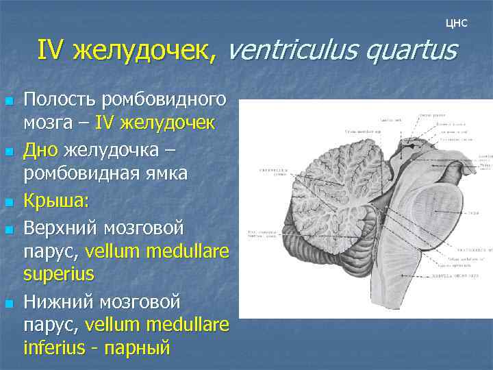 цнс IV желудочек, ventriculus quartus n n n Полость ромбовидного мозга – IV желудочек