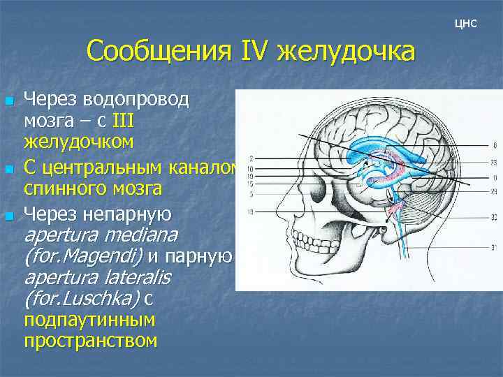 цнс Сообщения IV желудочка n n n Через водопровод мозга – с III желудочком