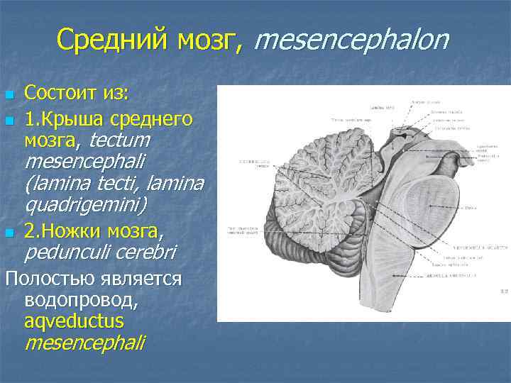 Средний мозг, mesencephalon n n Состоит из: 1. Крыша среднего мозга, tectum mesencephali (lamina