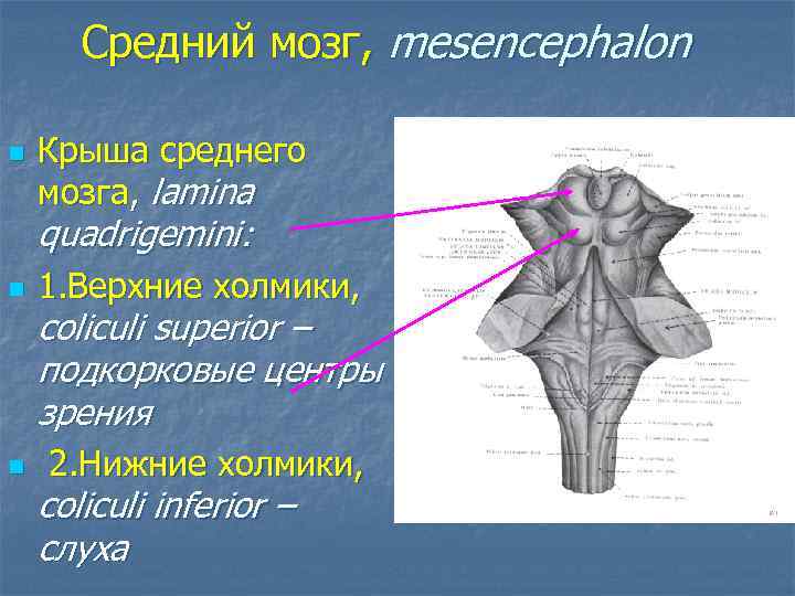 Средний мозг, mesencephalon n Крыша среднего мозга, lamina quadrigemini: n 1. Верхние холмики, n