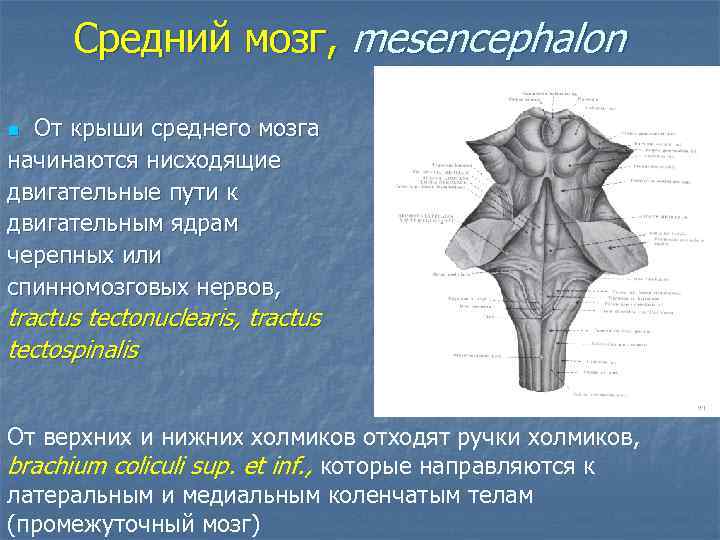Средний мозг, mesencephalon От крыши среднего мозга начинаются нисходящие двигательные пути к двигательным ядрам