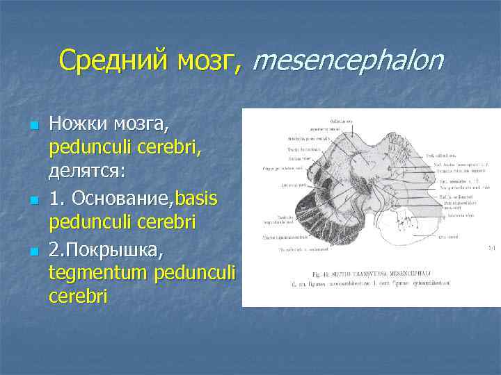 Средний мозг, mesencephalon n Ножки мозга, pedunculi cerebri, делятся: 1. Основание, basis pedunculi cerebri