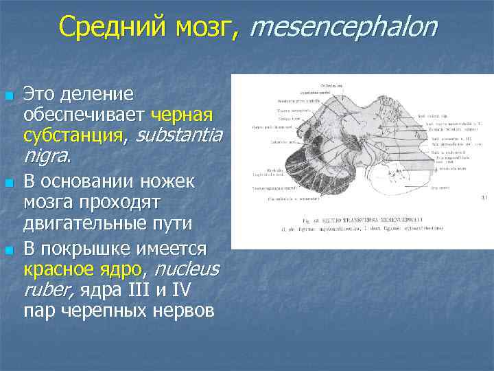 Средний мозг, mesencephalon n Это деление обеспечивает черная субстанция, substantia nigra. В основании ножек