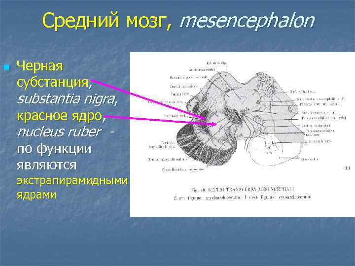 Средний мозг, mesencephalon n Черная субстанция, substantia nigra, красное ядро, nucleus ruber по функции