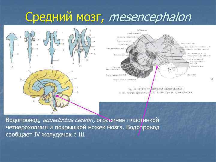 Средний мозг, mesencephalon Водопровод, aqueductus cerebri, ограничен пластинкой четверохолмия и покрышкой ножек мозга. Водопровод