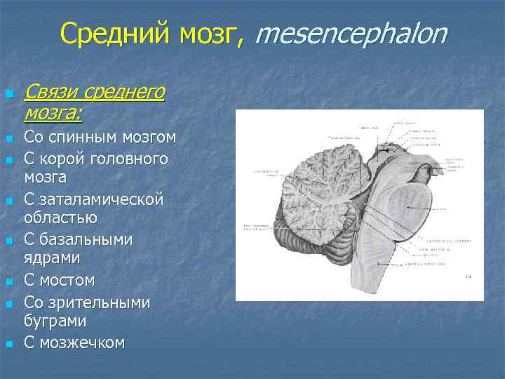 Средний мозг, mesencephalon n n n n Связи среднего мозга: Со спинным мозгом С