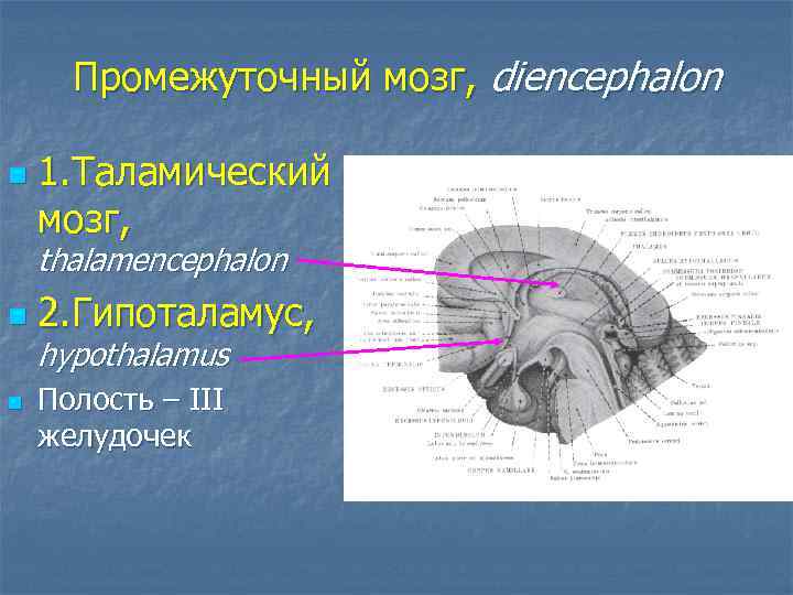Промежуточный мозг, diencephalon n 1. Таламический мозг, thalamencephalon n n 2. Гипоталамус, hypothalamus Полость