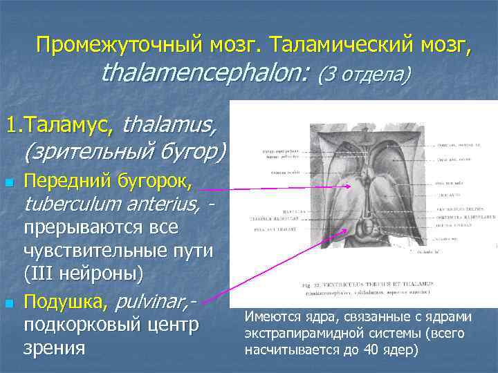 Промежуточный мозг. Таламический мозг, thalamencephalon: (3 отдела) 1. Таламус, thalamus, (зрительный бугор) n n