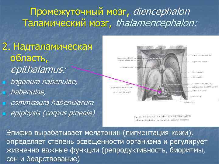 Промежуточный мозг, diencephalon Таламический мозг, thalamencephalon: 2. Надталамическая область, epithalamus: n n trigonum habenulae,