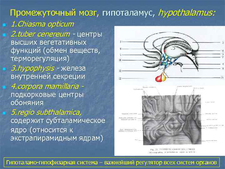 Промежуточный мозг, гипоталамус, hypothalamus: n n n 1. Chiasma opticum 2. tuber cenereum -