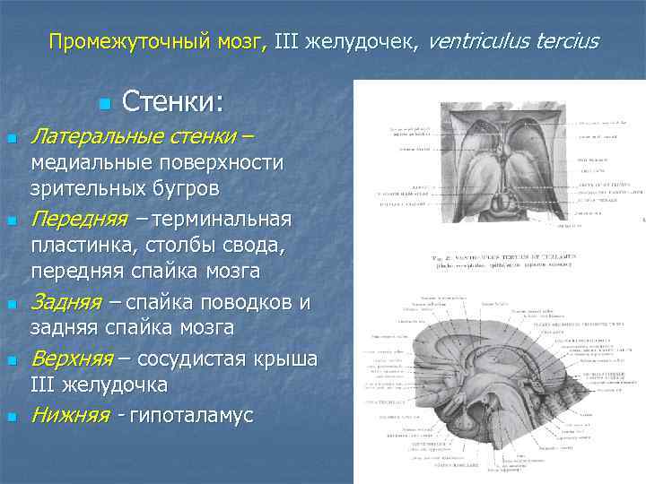 Промежуточный мозг, III желудочек, ventriculus tercius n n n Стенки: Латеральные стенки – медиальные