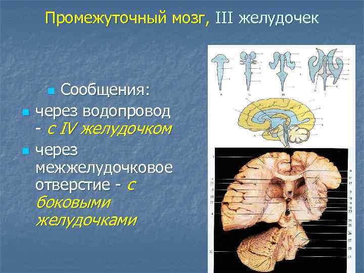 Промежуточный мозг, III желудочек Сообщения: через водопровод - с IV желудочком через межжелудочковое отверстие
