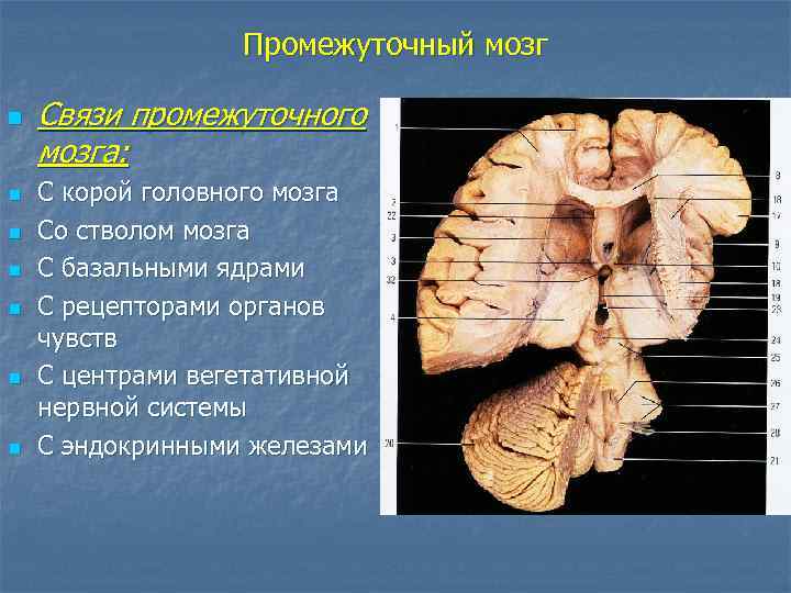 Промежуточный мозг n n n n Связи промежуточного мозга: С корой головного мозга Со