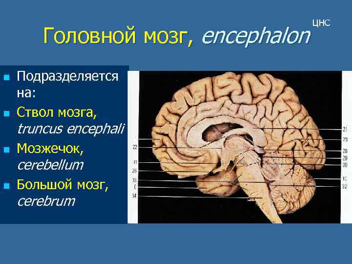 Головной мозг, encephalon n Подразделяется на: Ствол мозга, n Мозжечок, n Большой мозг, n