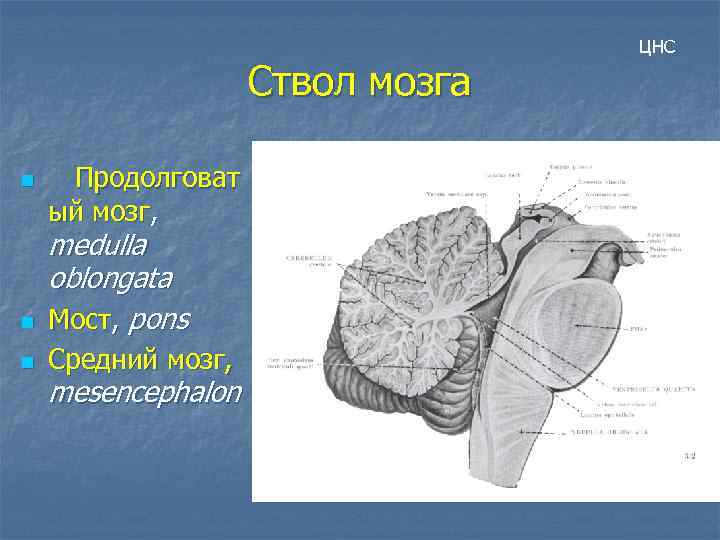 Ствол мозга n Продолговат ый мозг, n medulla oblongata Мост, pons n Средний мозг,