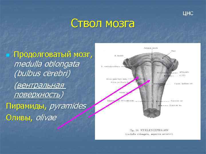 Ствол мозга n Продолговатый мозг, medulla oblongata (bulbus cerebri) (вентральная поверхность) Пирамиды, pyramides Оливы,