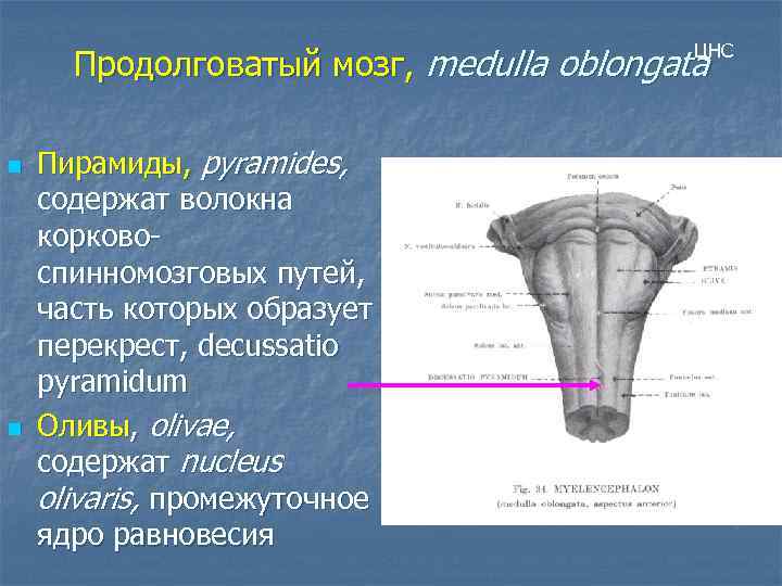ЦНС Продолговатый мозг, medulla oblongata n n Пирамиды, pyramides, содержат волокна корковоспинномозговых путей, часть