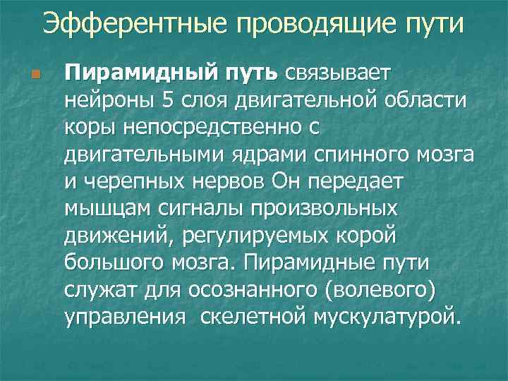 Эфферентные проводящие пути n Пирамидный путь связывает нейроны 5 слоя двигательной области коры непосредственно