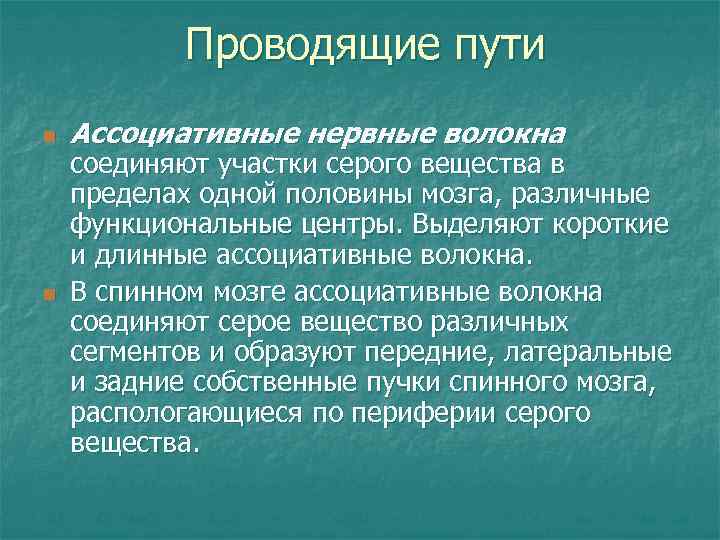 Проводящие пути n n Ассоциативные нервные волокна соединяют участки серого вещества в пределах одной