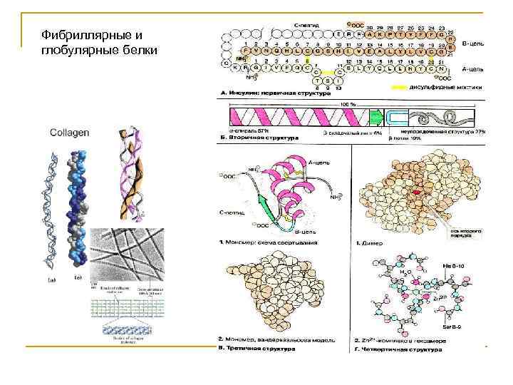 Фибриллярные белки презентация