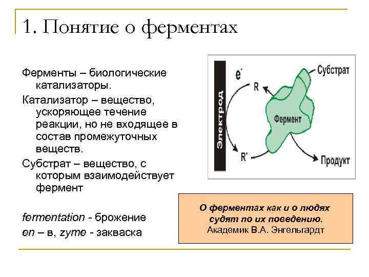 1. Понятие о ферментах Ферменты – биологические катализаторы. Катализатор – вещество, ускоряющее течение реакции,