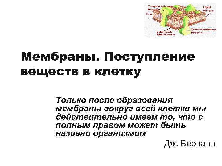 Мембраны. Поступление веществ в клетку Только после образования мембраны вокруг всей клетки мы действительно