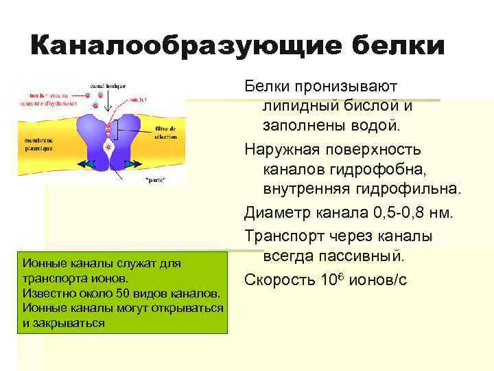 Каналообразующие белки Ионные каналы служат для транспорта ионов. Известно около 50 видов каналов. Ионные