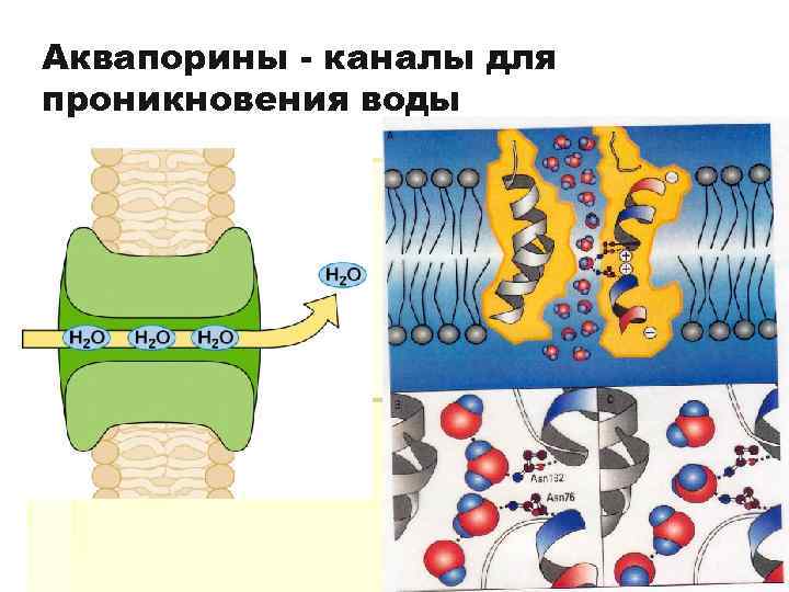 Аквапорины - каналы для проникновения воды 