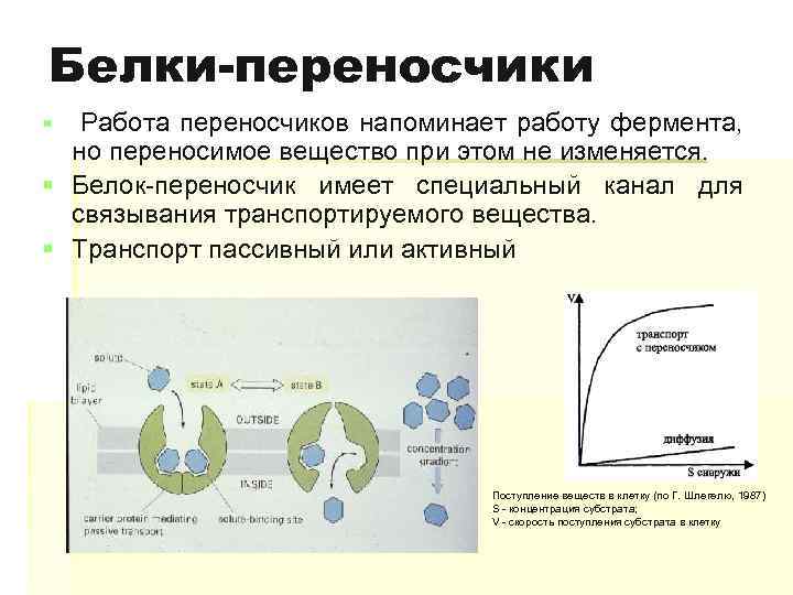 Белки-переносчики § Работа переносчиков напоминает работу фермента, но переносимое вещество при этом не изменяется.