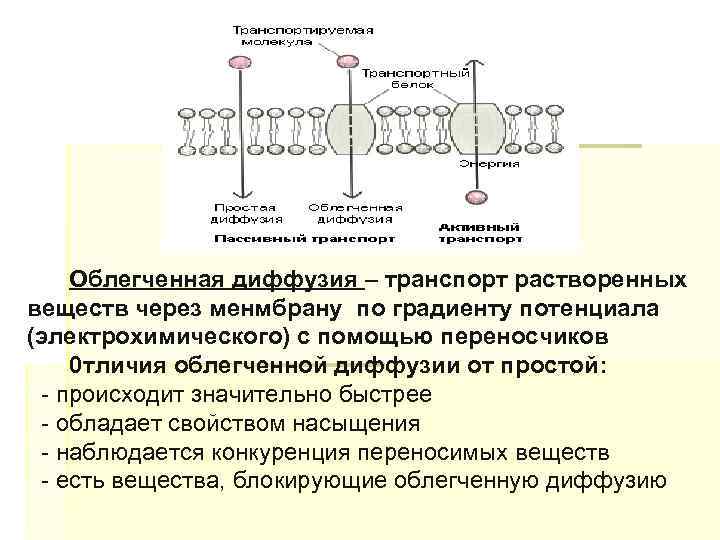 Виды транспорта через клеточную мембрану схема