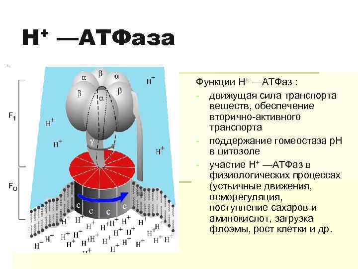 Атфаза. Протонный насос (н+-АТФАЗА). H+ АТФАЗА. Строение АТФАЗЫ. Na k АТФАЗА функции.