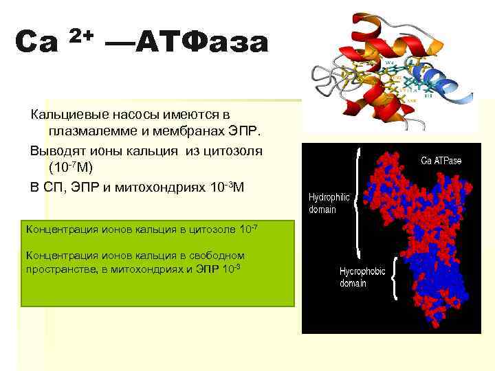 Ca 2+ —АТФаза Кальциевые насосы имеются в плазмалемме и мембранах ЭПР. Выводят ионы кальция