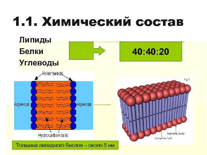 1. 1. Химический состав Липиды Белки Углеводы Толщина липидного бислоя – около 5 нм