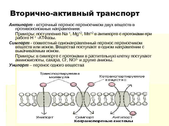 Вторично-активный транспорт Антипорт - встречный переносчиком двух веществ в противоположных направлениях Примеры: поступление Na