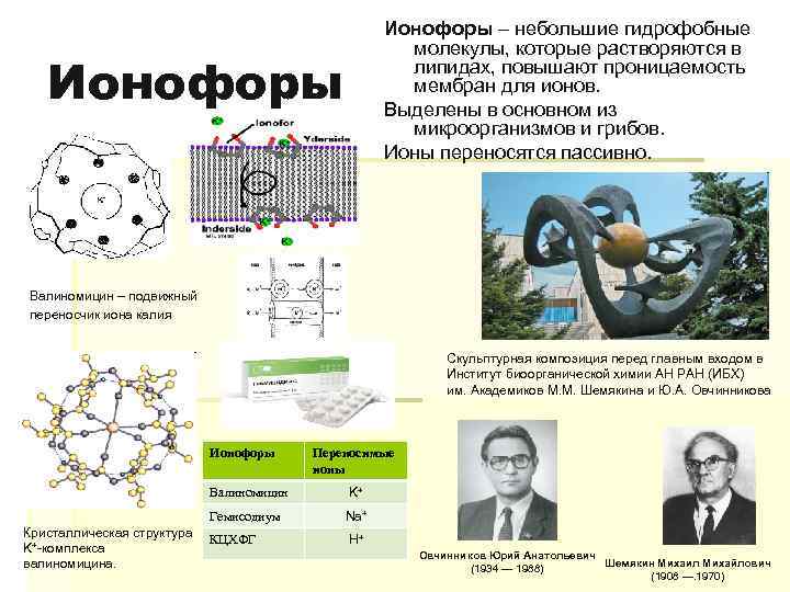 Ионофоры – небольшие гидрофобные молекулы, которые растворяются в липидах, повышают проницаемость мембран для ионов.