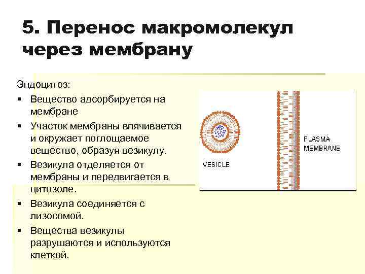 5. Перенос макромолекул через мембрану Эндоцитоз: § Вещество адсорбируется на мембране § Участок мембраны