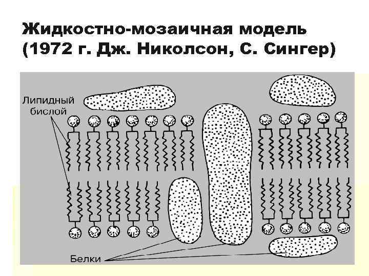 Жидкостно-мозаичная модель (1972 г. Дж. Николсон, С. Сингер) 