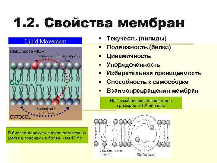 1. 2. Свойства мембран § § § § Текучесть (липиды) Подвижность (белки) Динамичность Упорядоченность