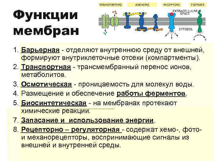 Функции мембран 1. Барьерная - отделяют внутреннюю среду от внешней, формируют внутриклеточные отсеки (компартменты).