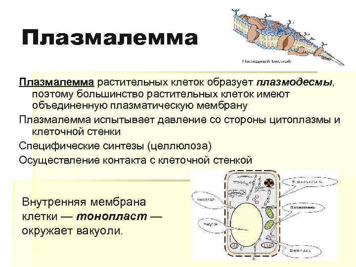 Плазмалемма растительных клеток образует плазмодесмы, поэтому большинство растительных клеток имеют объединенную плазматическую мембрану Плазмалемма