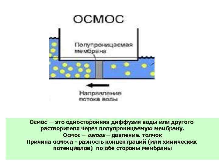 Осмос — это односторонняя диффузия воды или другого растворителя через полупроницаемую мембрану. Осмос –