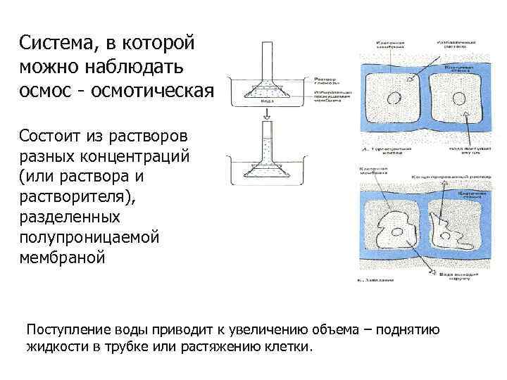 Система, в которой можно наблюдать осмос - осмотическая Состоит из растворов разных концентраций (или