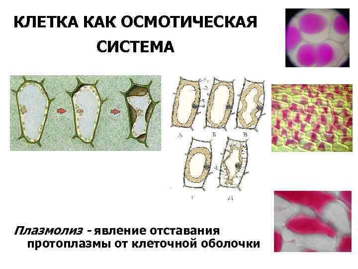 КЛЕТКА КАК ОСМОТИЧЕСКАЯ СИСТЕМА Плазмолиз - явление отставания протоплазмы от клеточной оболочки 