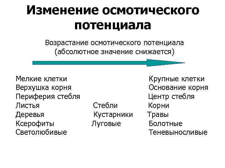 Изменение осмотического потенциала Возрастание осмотического потенциала (абсолютное значение снижается) Мелкие клетки Верхушка корня Периферия