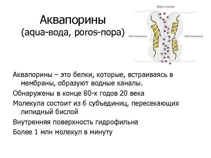 Аквапорины (aqua-вода, poros-пора) Аквапорины – это белки, которые, встраиваясь в мембраны, образуют водные каналы.