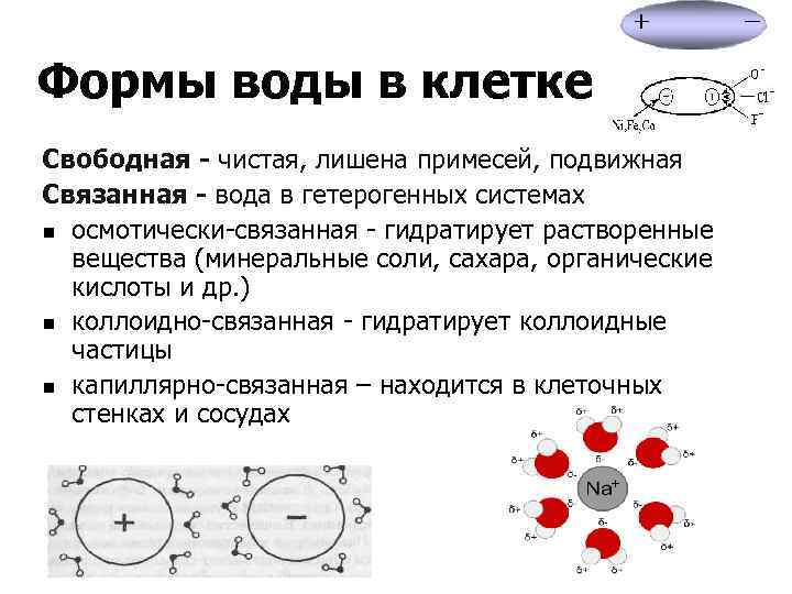 Формы воды в клетке Свободная - чистая, лишена примесей, подвижная Связанная - вода в