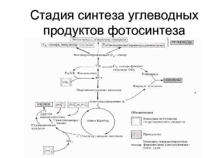 Стадии синтеза