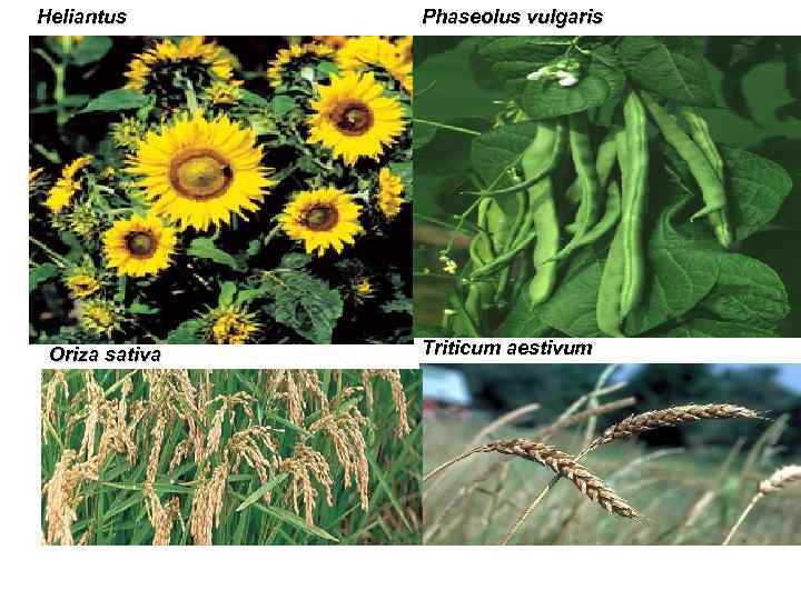 Heliantus Oriza sativa Phaseolus vulgaris Triticum aestivum 